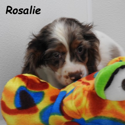 puppy, for, sale, Cocker Spaniel, Joe & Cherri  Overlease, dog, breeder, Miller, MO, dog-breeder, puppy-for-sale, forsale, nearby, find, puppyfind, locator, puppylocator, aca